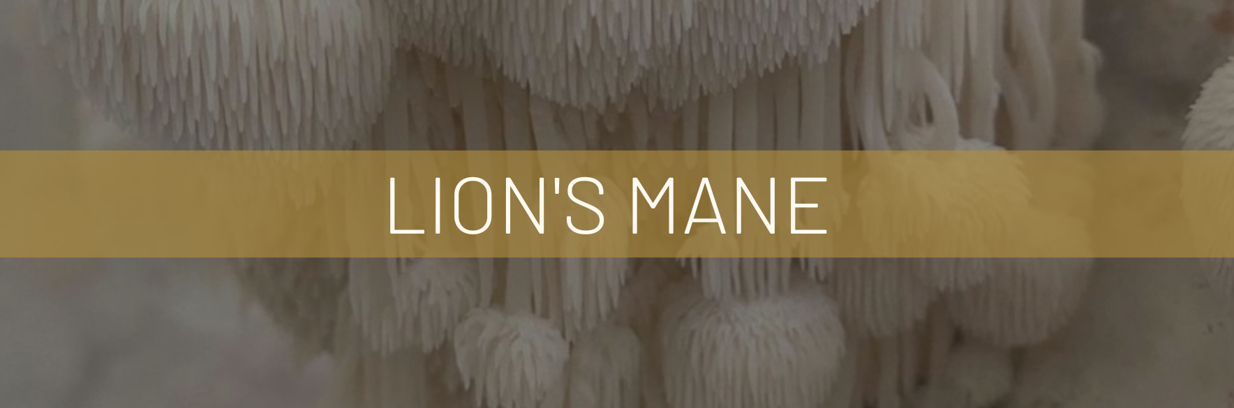 The Gift Of The Lion s Mane Mushroom Hericium Erinaceus Root And Spore the-gift-of-the-lion-s-mane-mushroom-hericium-erinaceus-root-and-spore