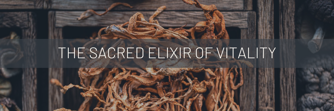 Cordyceps: The Sacred Elixir of Vitality, Past and Present